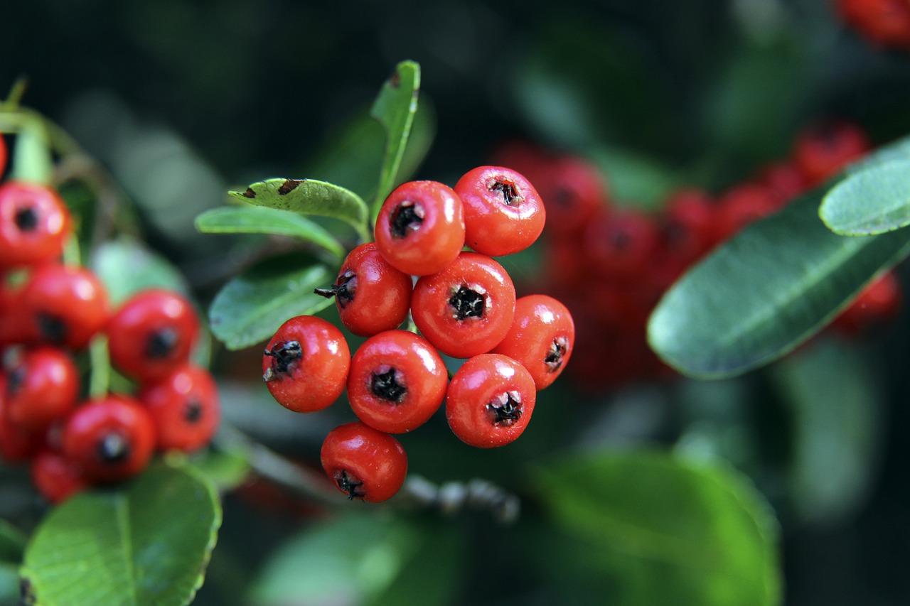 比赛的结果 比赛的结果